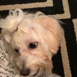 Meet your Posher, Natalie